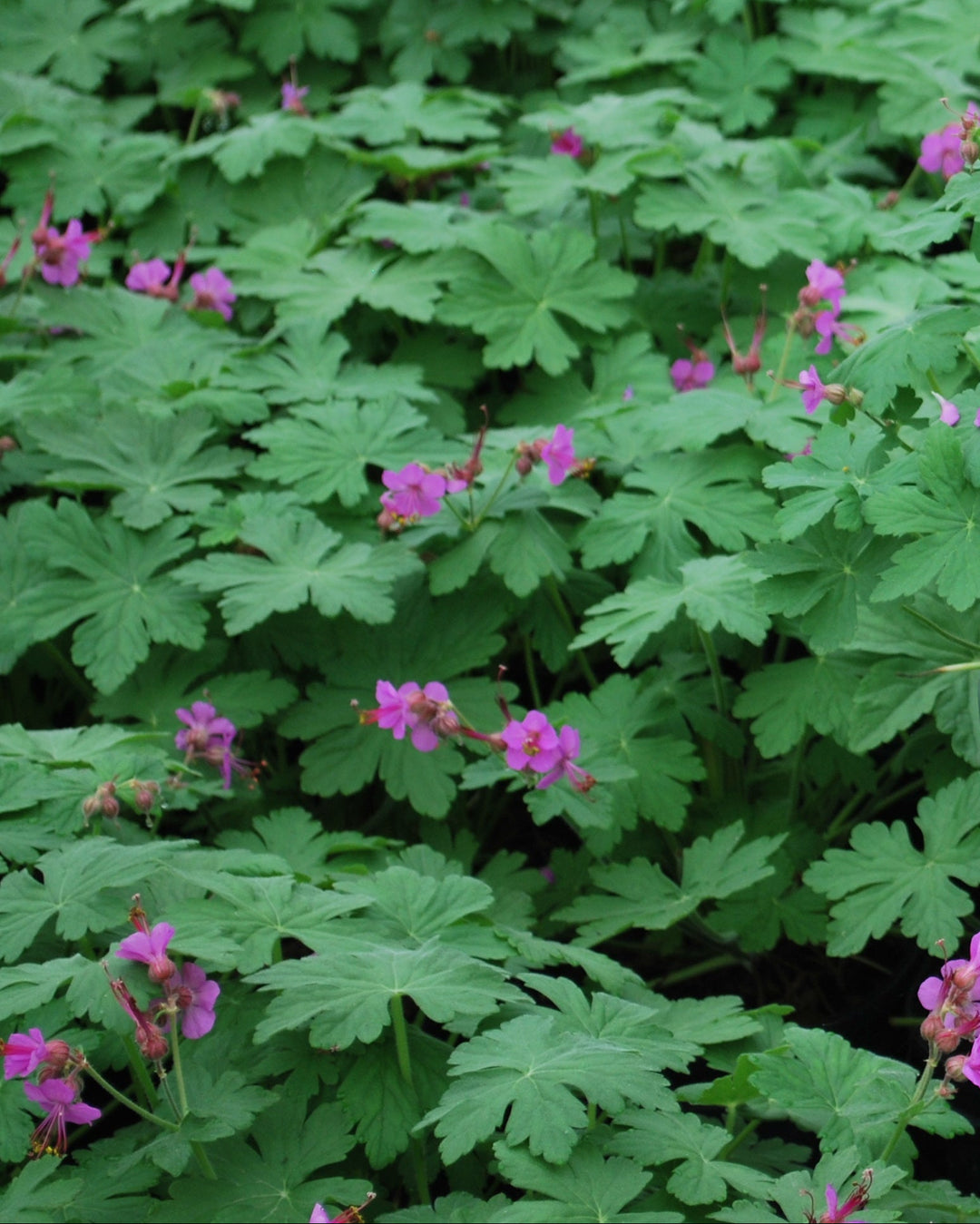 Geranium macrorrhizum 'Bevan's Variety' (Bigroot Geranium)