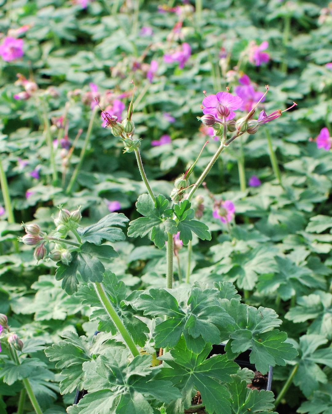 big root geranium seeds Geranium macrorrhizum 'Bevan's Variety' (Bigroot Geranium) – Perennial Farm Marketplace