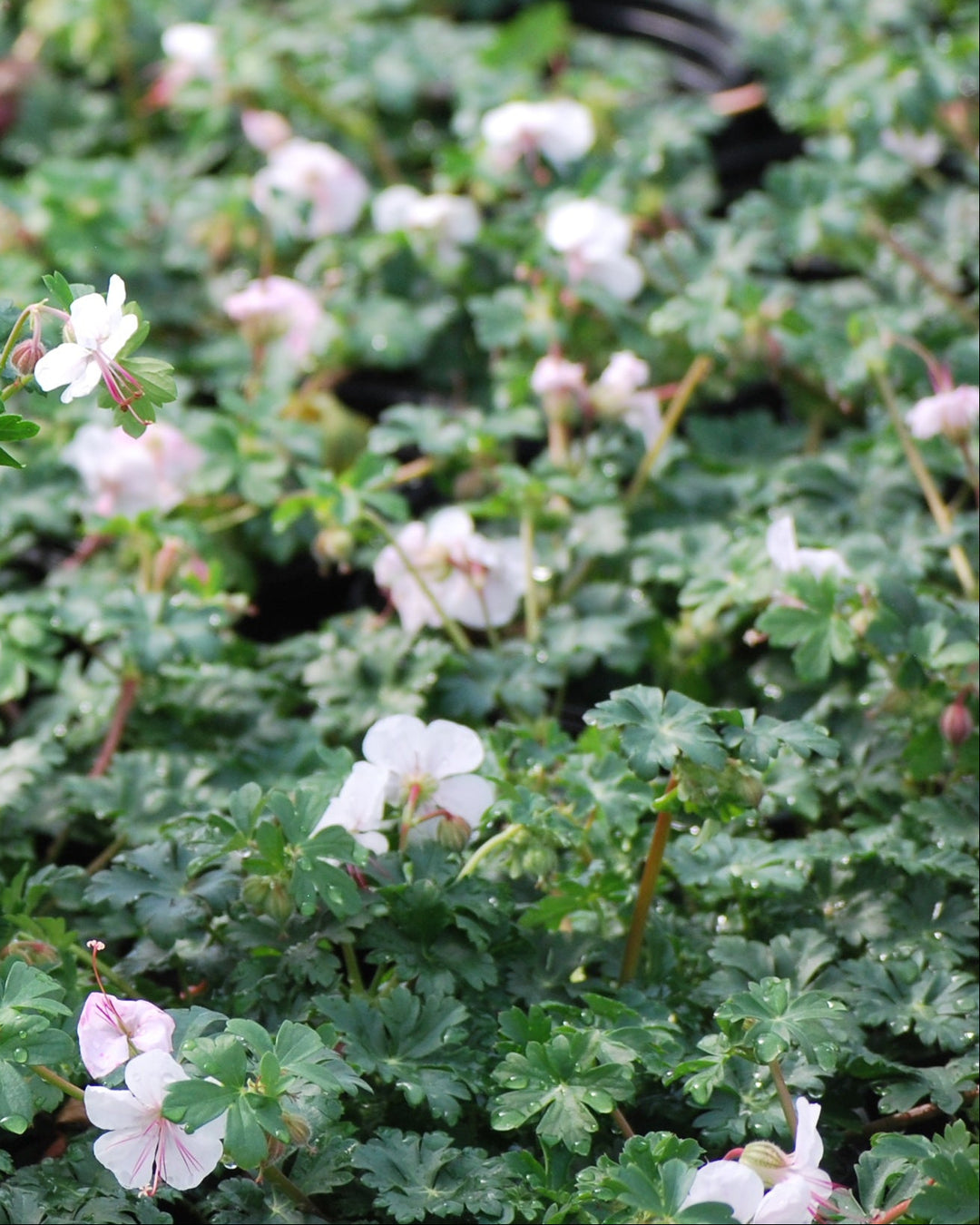 Geranium cantabrigiense 'Biokovo' (Cranesbill)