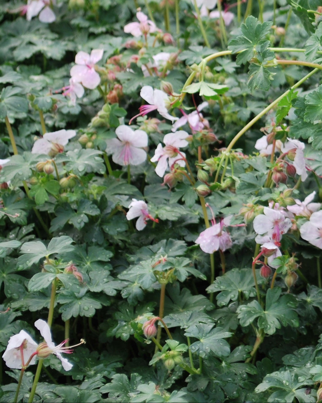 Geranium cantabrigiense 'Biokovo' (Cranesbill)