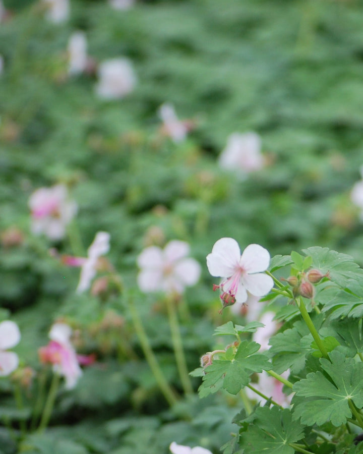 Geranium cantabrigiense 'Biokovo' (Cranesbill)