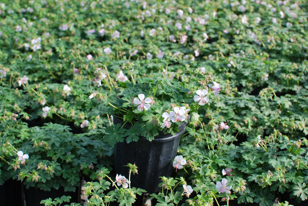 Geranium cantabrigiense 'Biokovo' (Cranesbill)