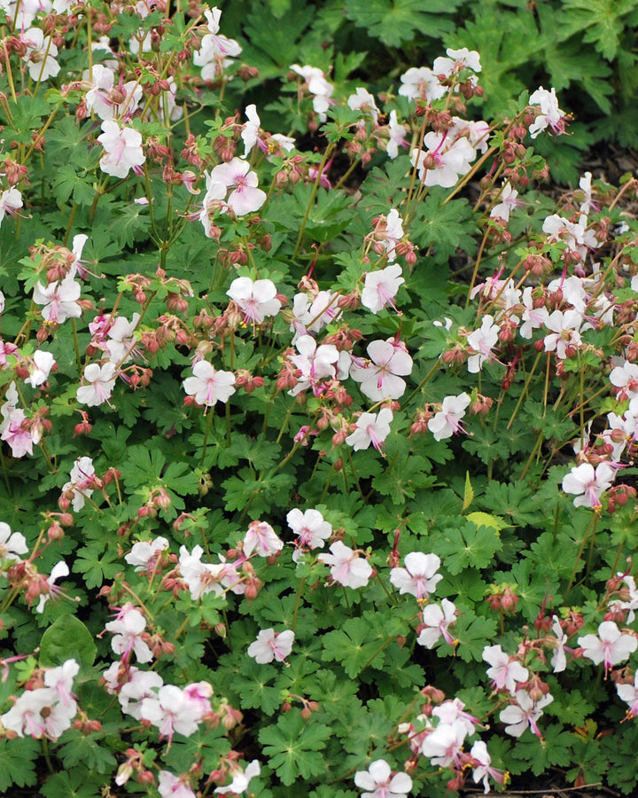 Geranium cantabrigiense 'Biokovo' (Cranesbill)