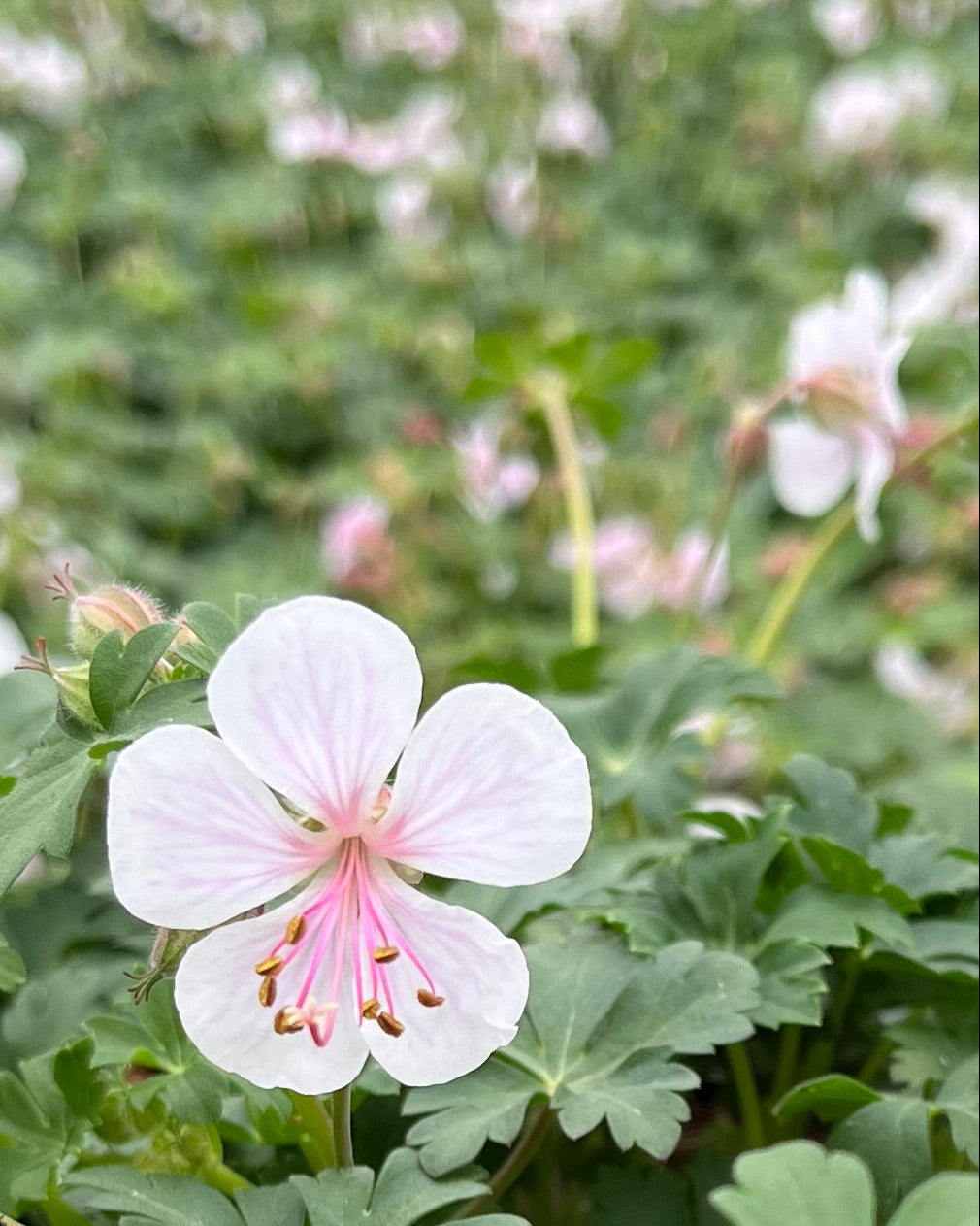 biokovo geranium seeds Geranium cantabrigiense 'Biokovo' (Cranesbill) – Perennial Farm Marketplace