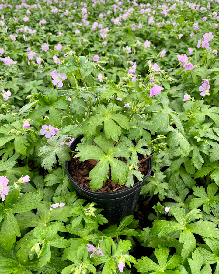 Geranium maculatum 'Chatto' (Wild Geranium)