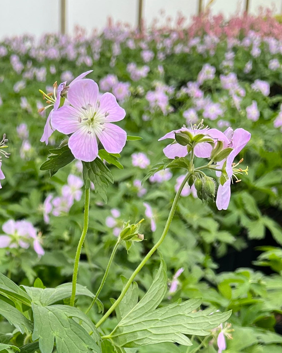 Geranium maculatum 'Chatto' (Wild Geranium)