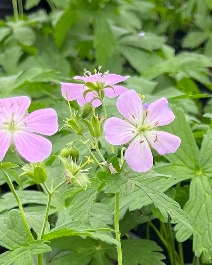 Geranium maculatum 'Chatto' (Wild Geranium)