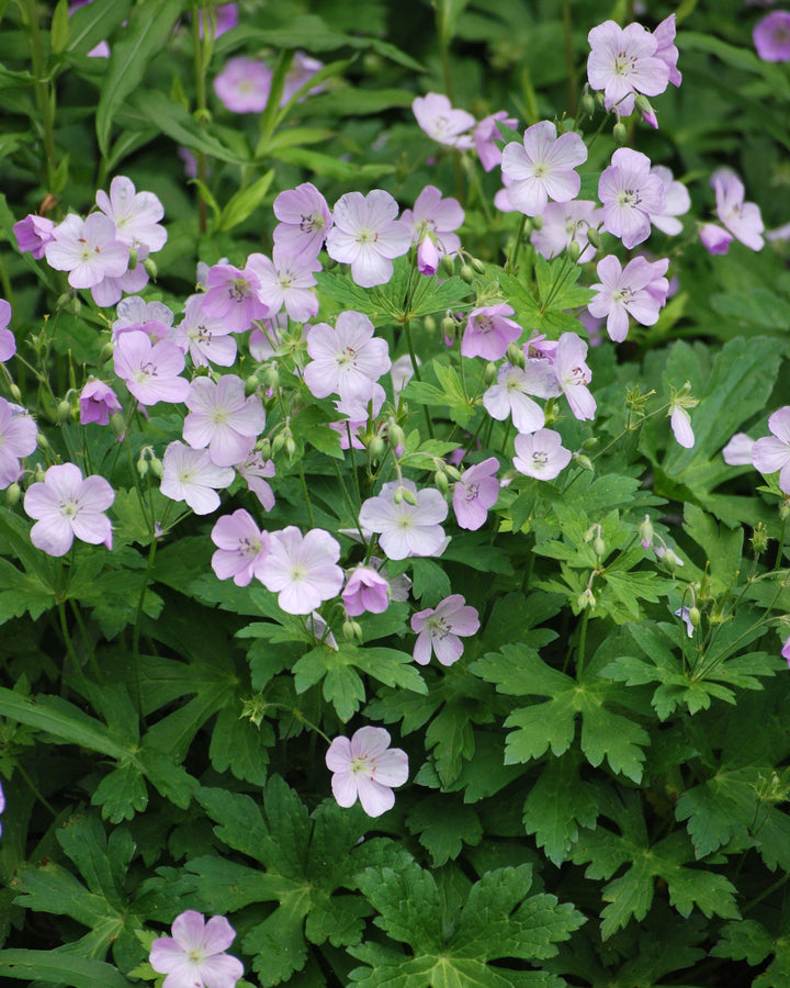 Geranium maculatum 'Chatto' (Wild Geranium)
