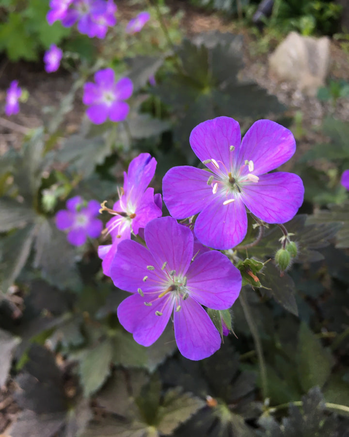 Geranium maculatum ‘Dark Roast’ (Wild Geranium)
