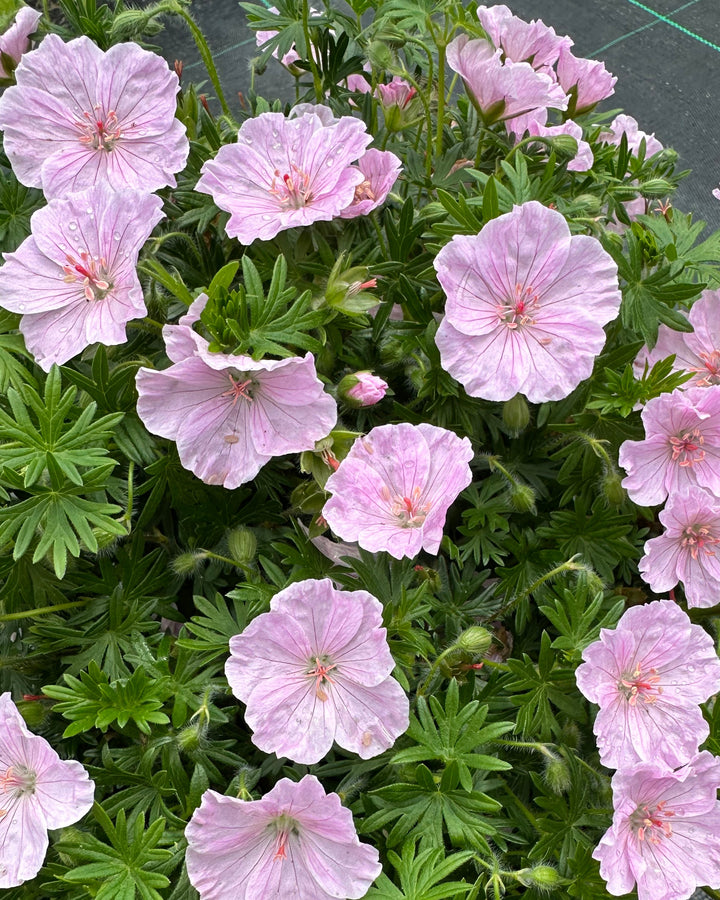 Geranium s. 'Frivolous Pink' (Cranesbill)