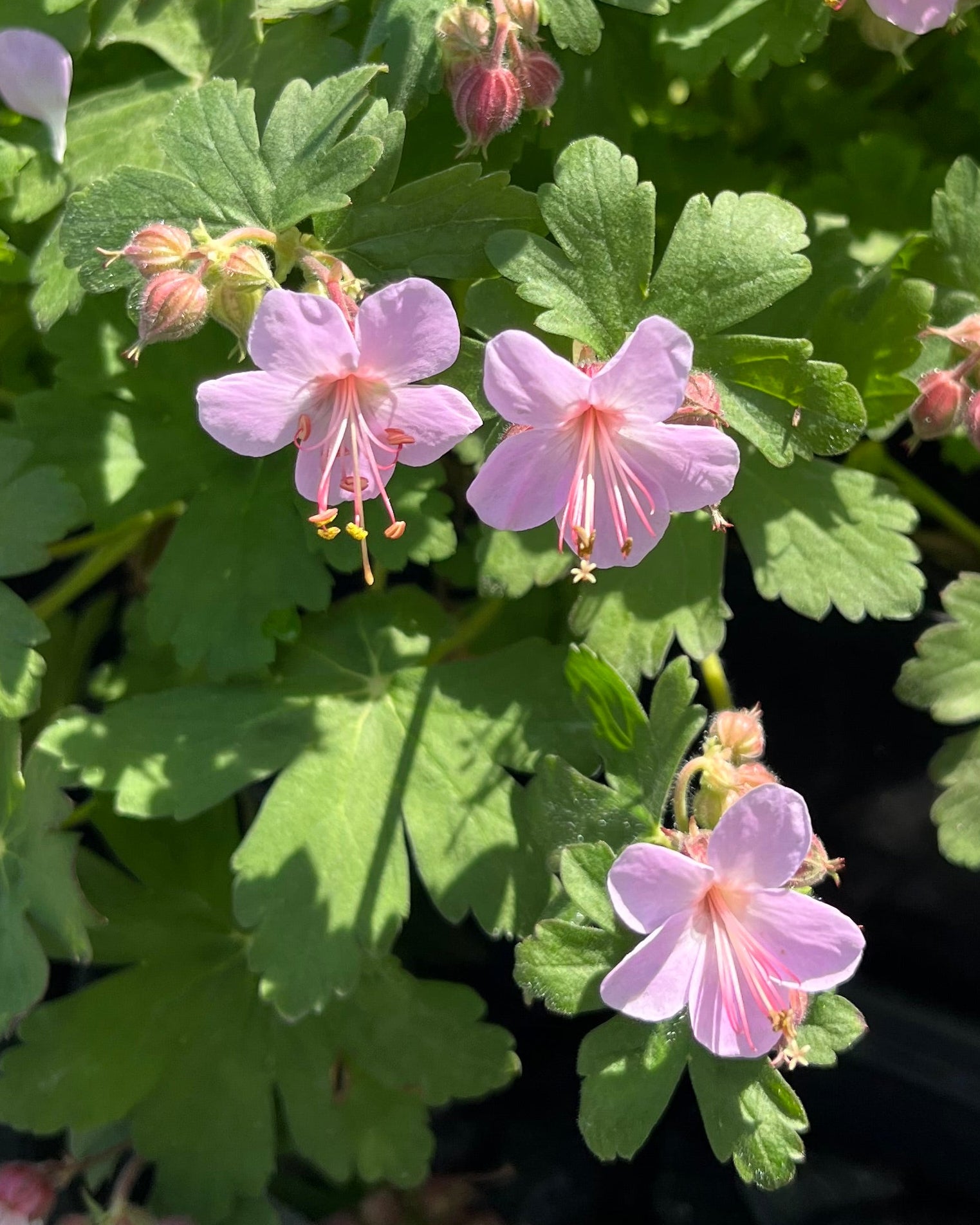 Perennial Farm Marketplace Geranium macrorrhizum