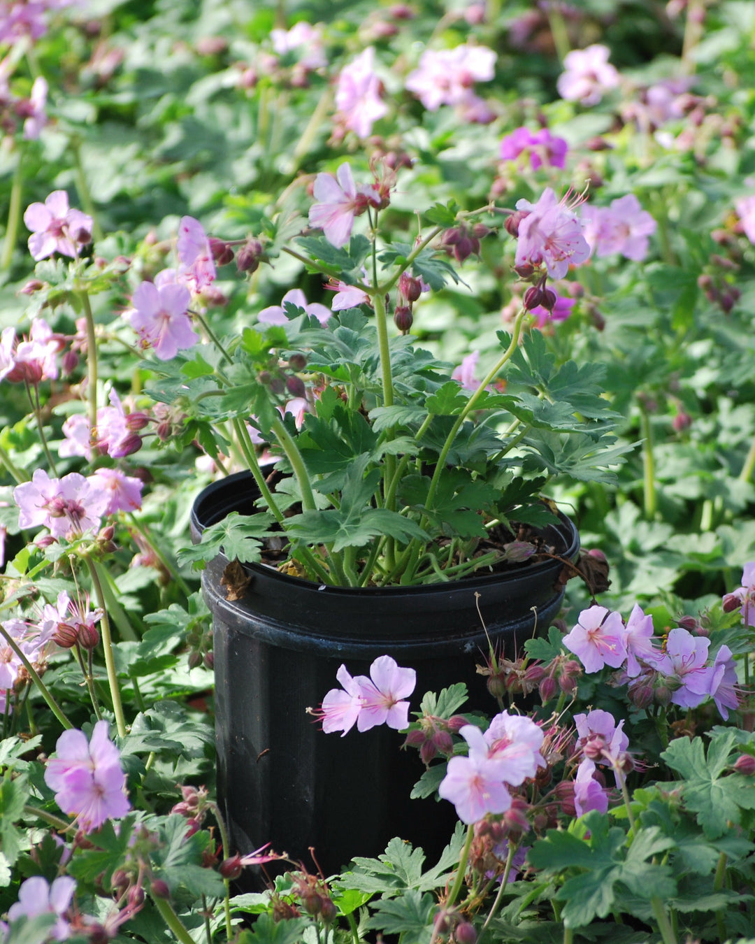 Geranium macrorrhizum 'Ingwersen's Variety' (Bigroot Geranium)