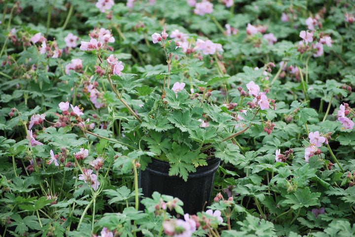 Geranium macrorrhizum 'Ingwersen's Variety' (Bigroot Geranium)