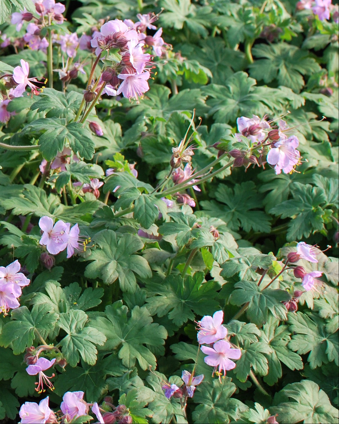 Geranium macrorrhizum 'Ingwersen's Variety' (Bigroot Geranium)