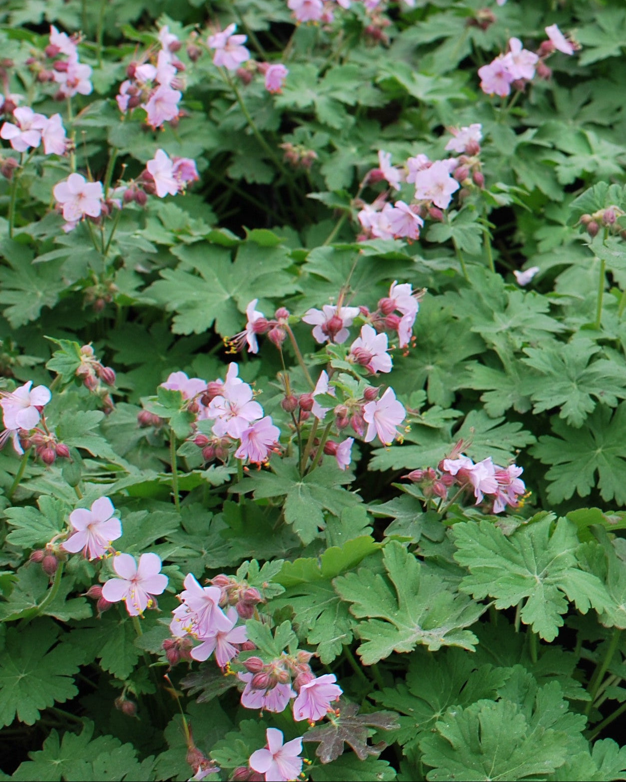 Perennial Farm Marketplace Geranium macrorrhizum - Thumbnail 5