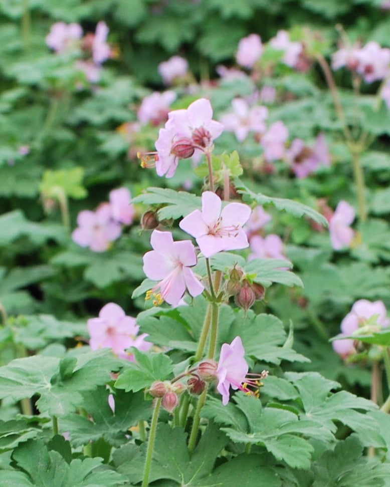 Geranium macrorrhizum 'Ingwersen's Variety' (Bigroot Geranium)