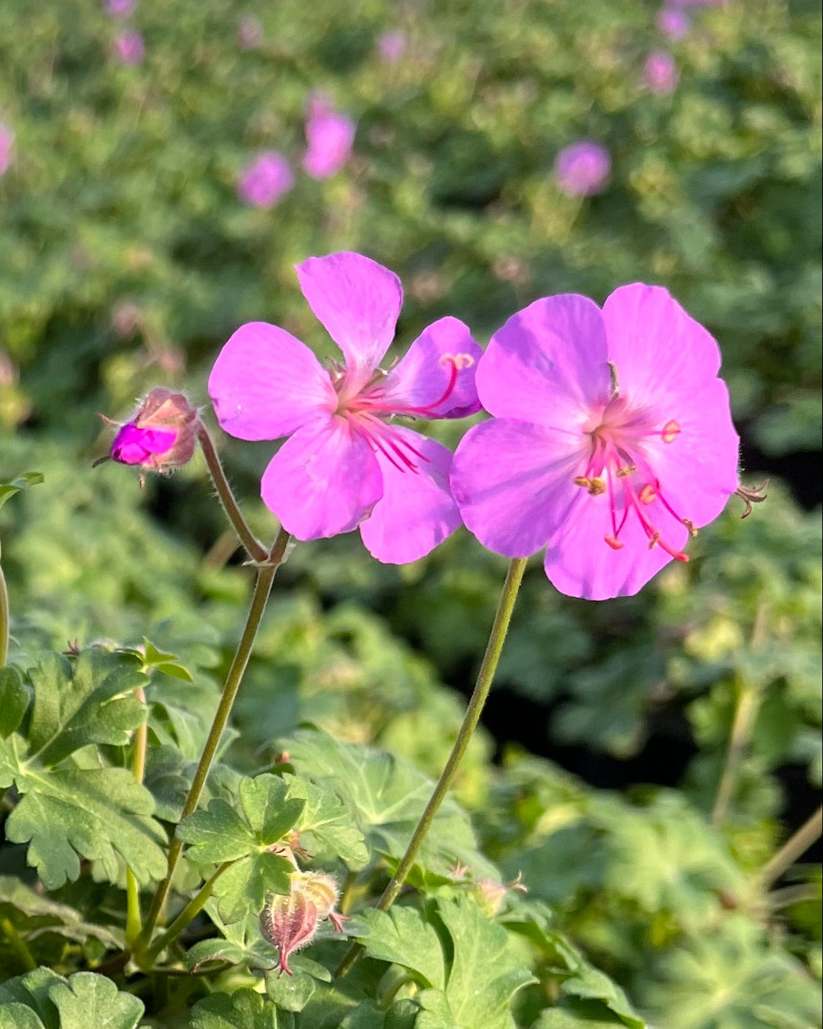 Geranium cantabrigiense 'Karmina' - Thumbnail 2