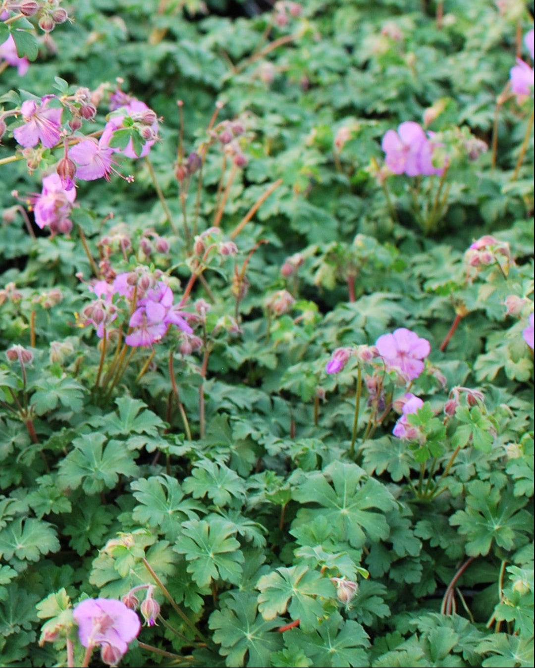 Geranium cantabrigiense 'Karmina' (Cranesbill)