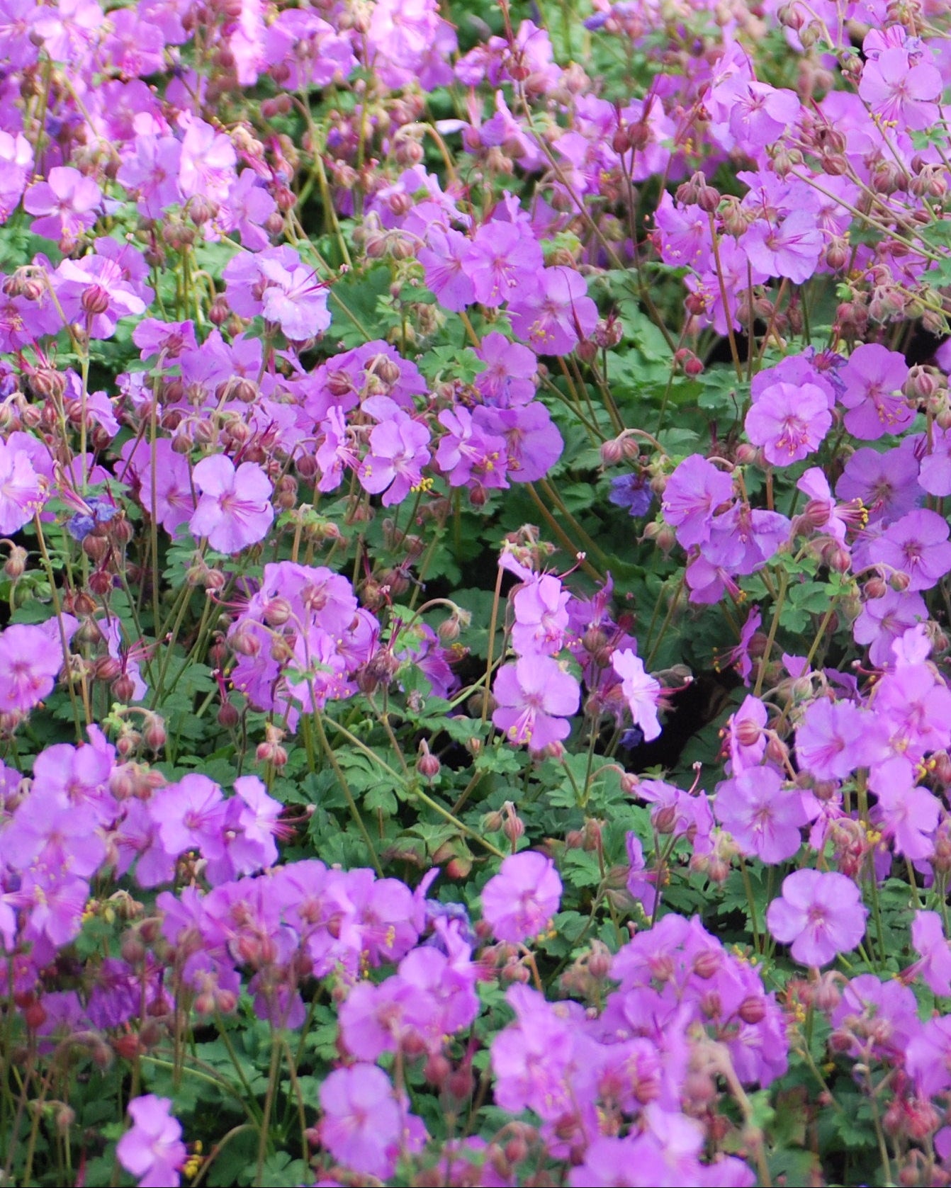 Geranium cantabrigiense 'Karmina' - Thumbnail 3