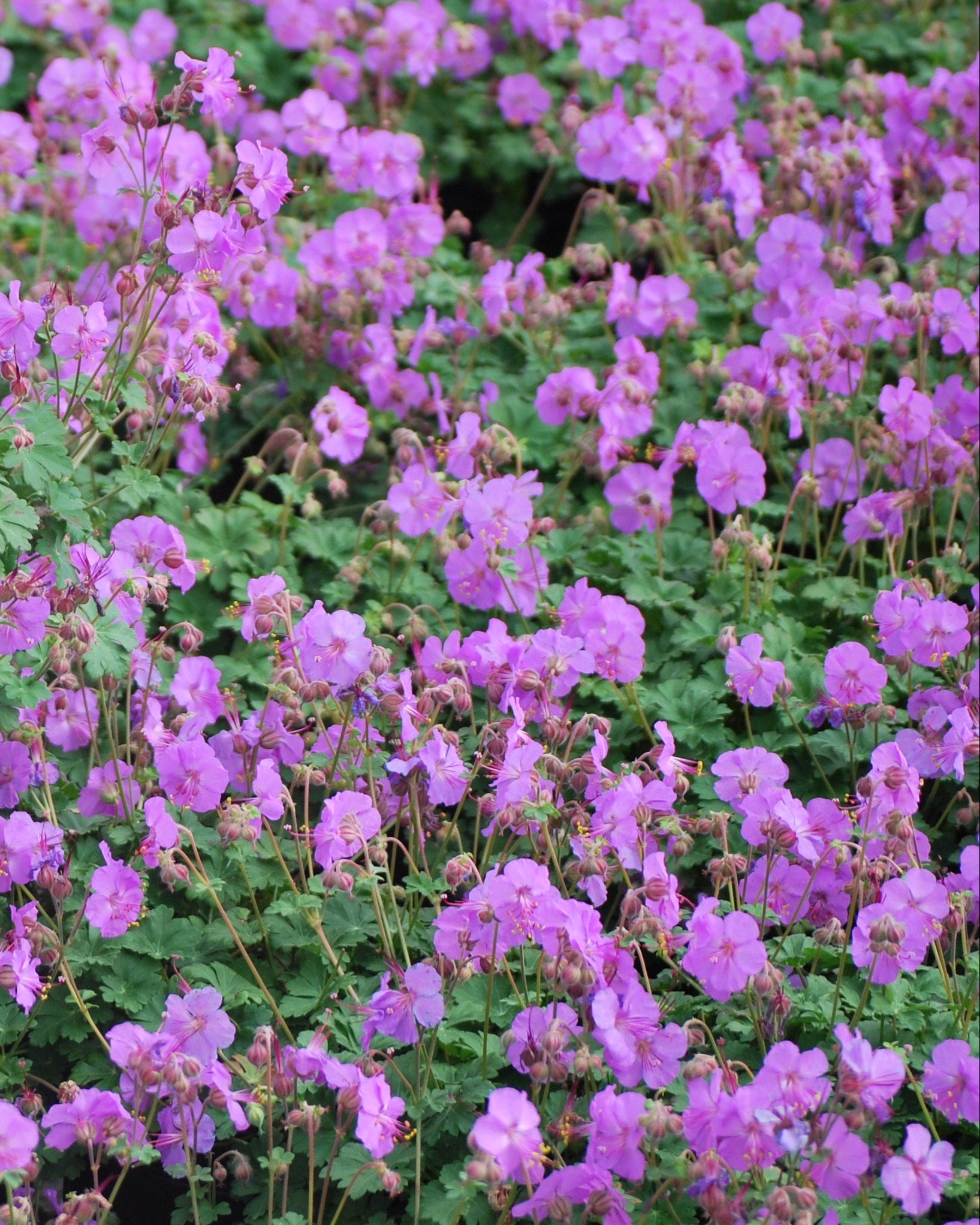 Geranium cantabrigiense 'Karmina'