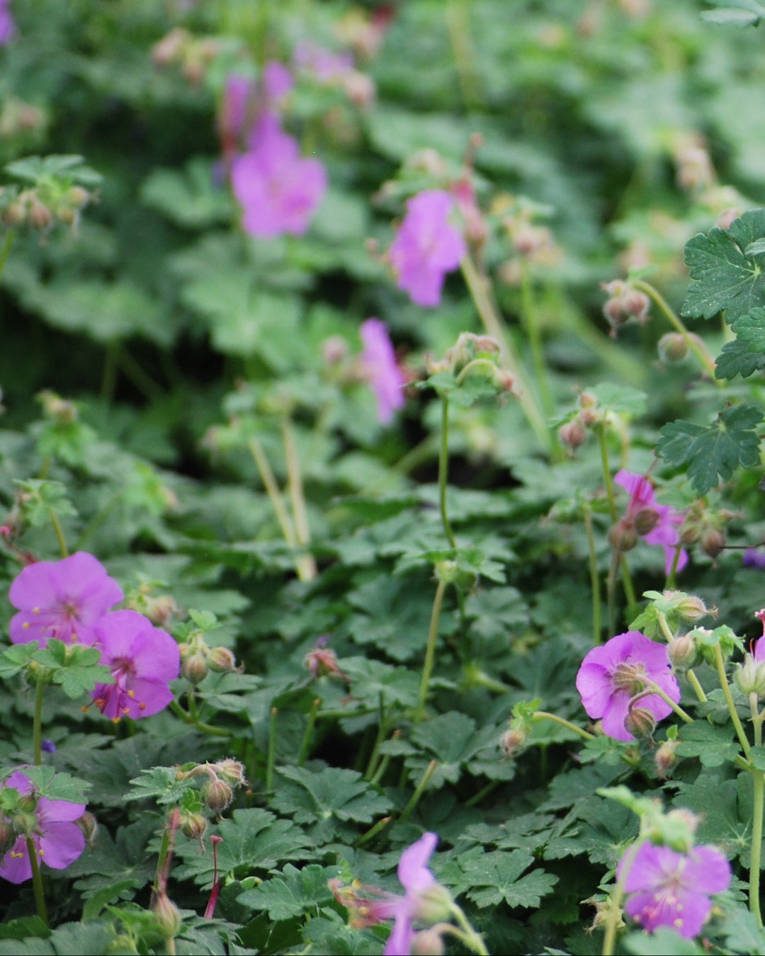 Geranium cantabrigiense 'Karmina' (Cranesbill)