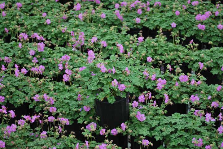 Geranium cantabrigiense 'Karmina' (Cranesbill)