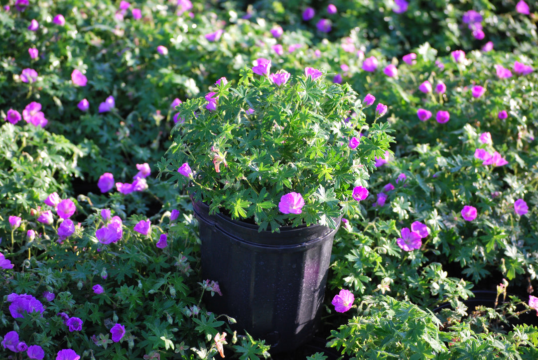 Geranium sanguineum 'Max Frei' (Cranesbill)