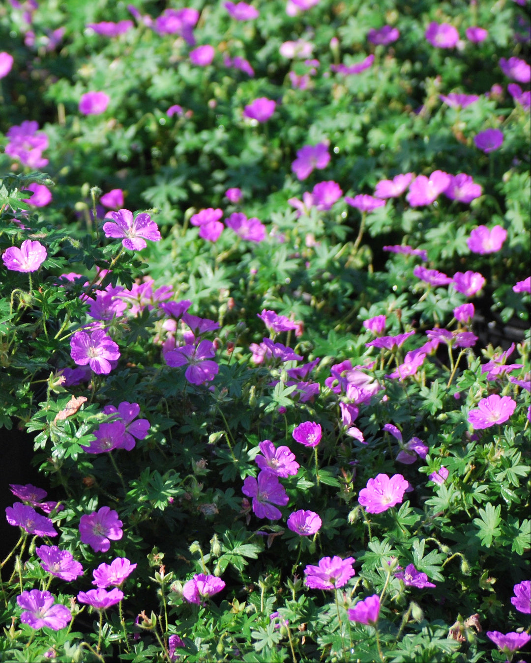 Geranium sanguineum 'Max Frei' (Cranesbill)