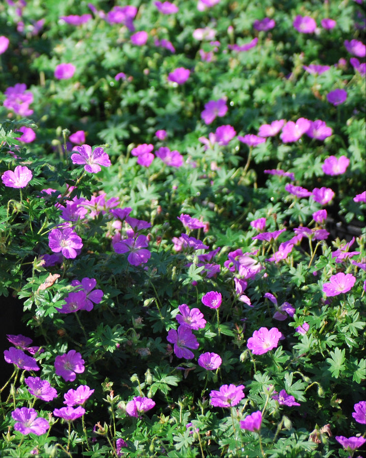 Geranium sanguineum 'Max Frei' (Cranesbill)