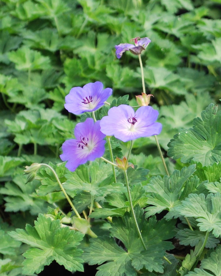 Geranium x 'Rozanne' (Cranesbill)