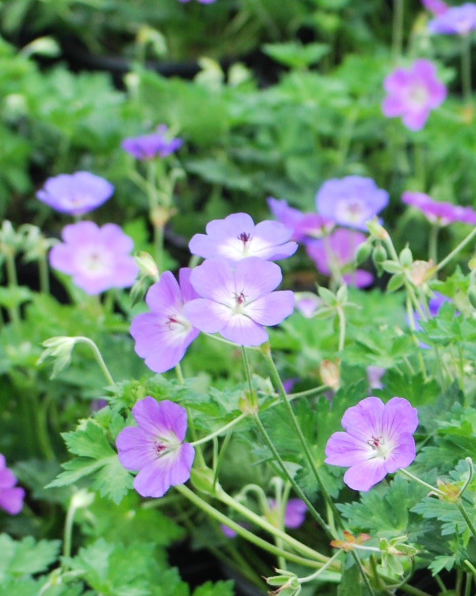 Geranium x 'Rozanne' (Cranesbill)