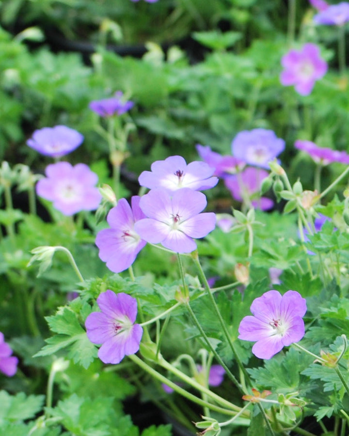 Geranium x 'Rozanne' (Cranesbill)