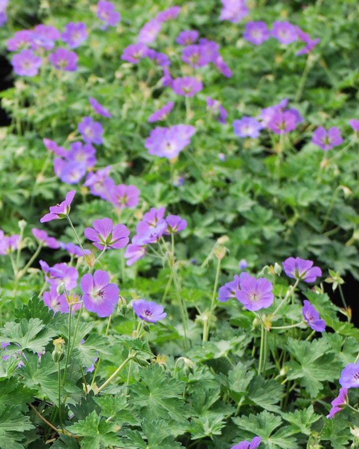 Geranium x 'Rozanne' (Cranesbill)
