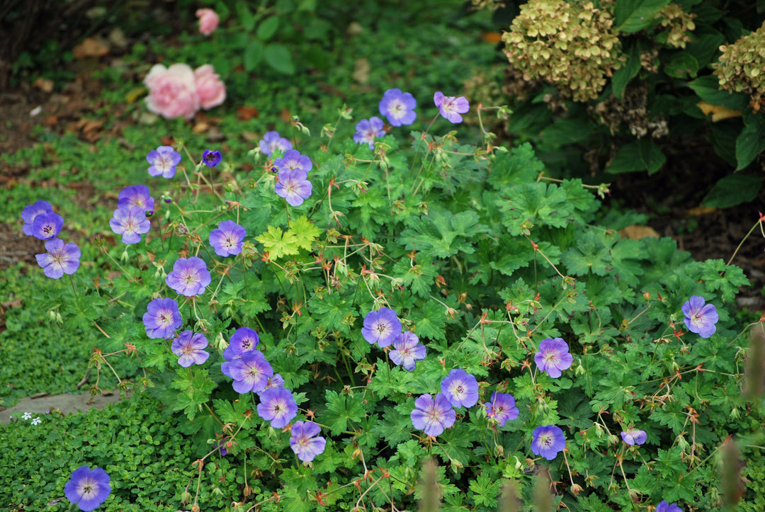 Geranium x 'Rozanne' (Cranesbill)