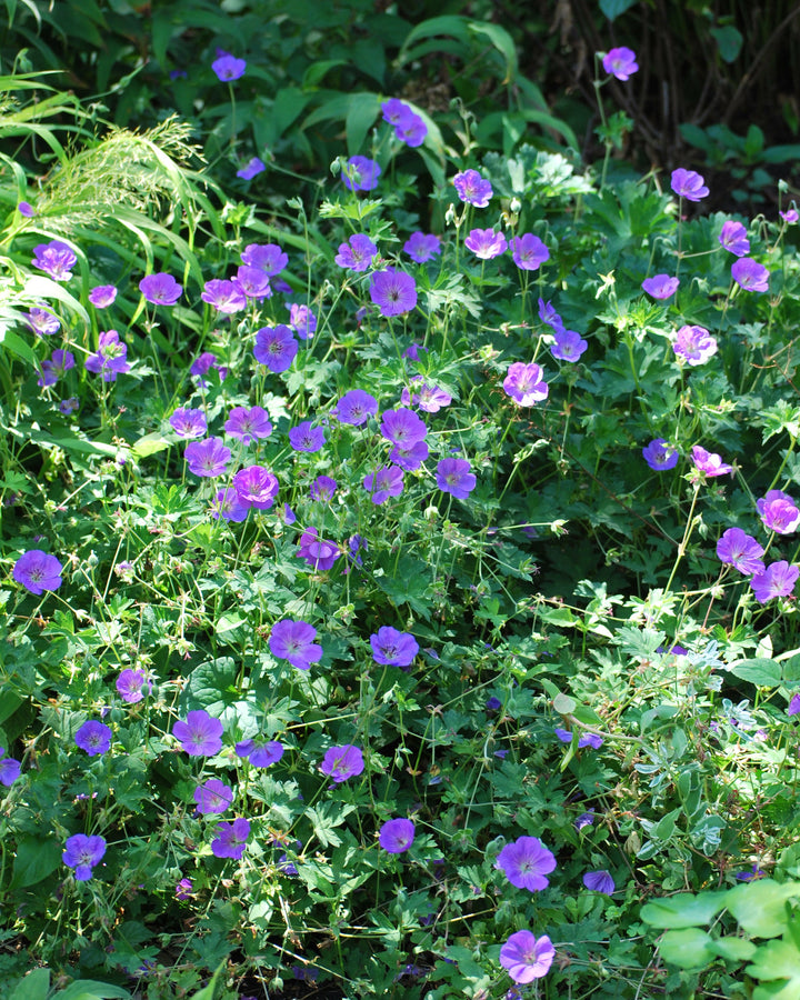 Geranium x 'Rozanne' (Cranesbill)