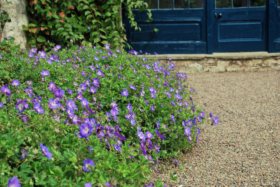 Geranium x 'Rozanne' (Cranesbill)