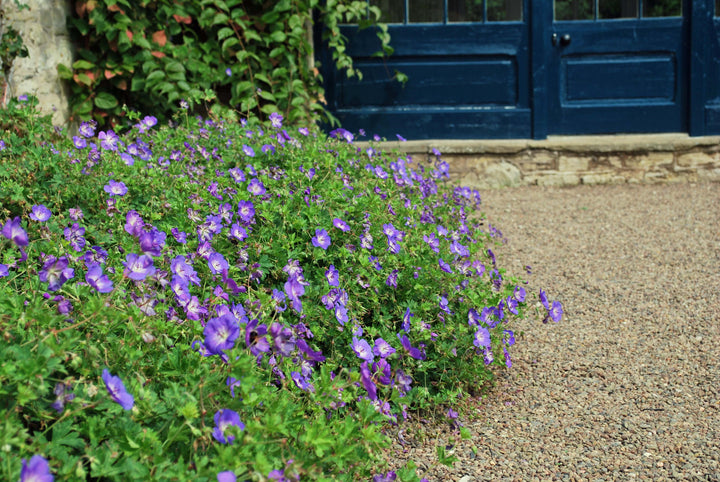 Geranium x 'Rozanne' (Cranesbill)