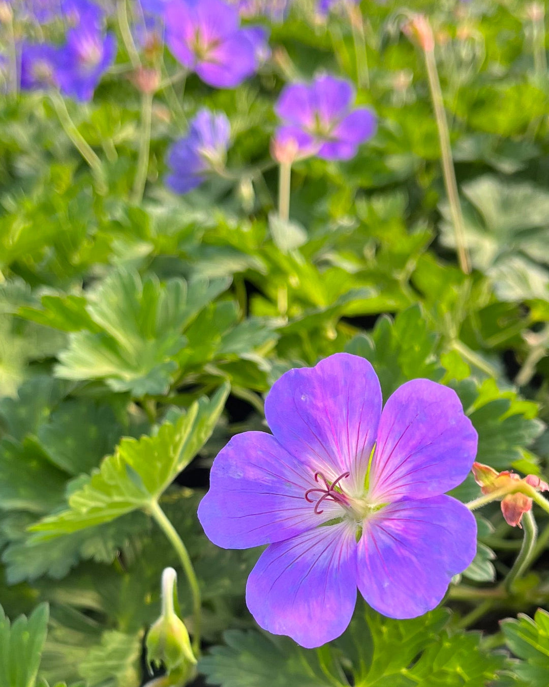 Geranium x 'Rozanne' (Cranesbill)