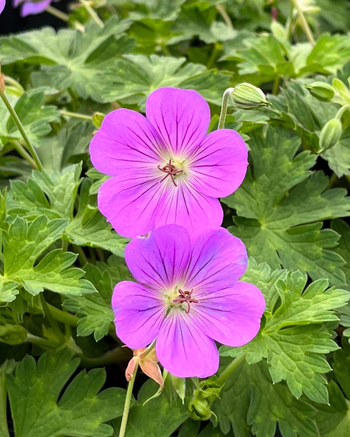 Geranium x 'Rozanne' (Cranesbill)