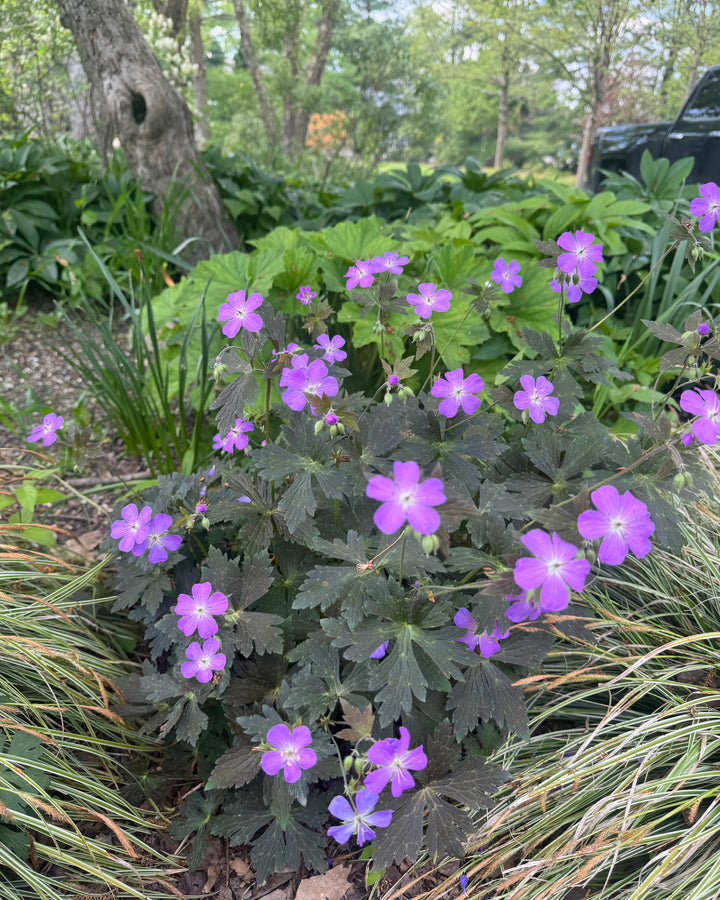 Geranium maculatum ‘Dark Roast’ (Wild Geranium)