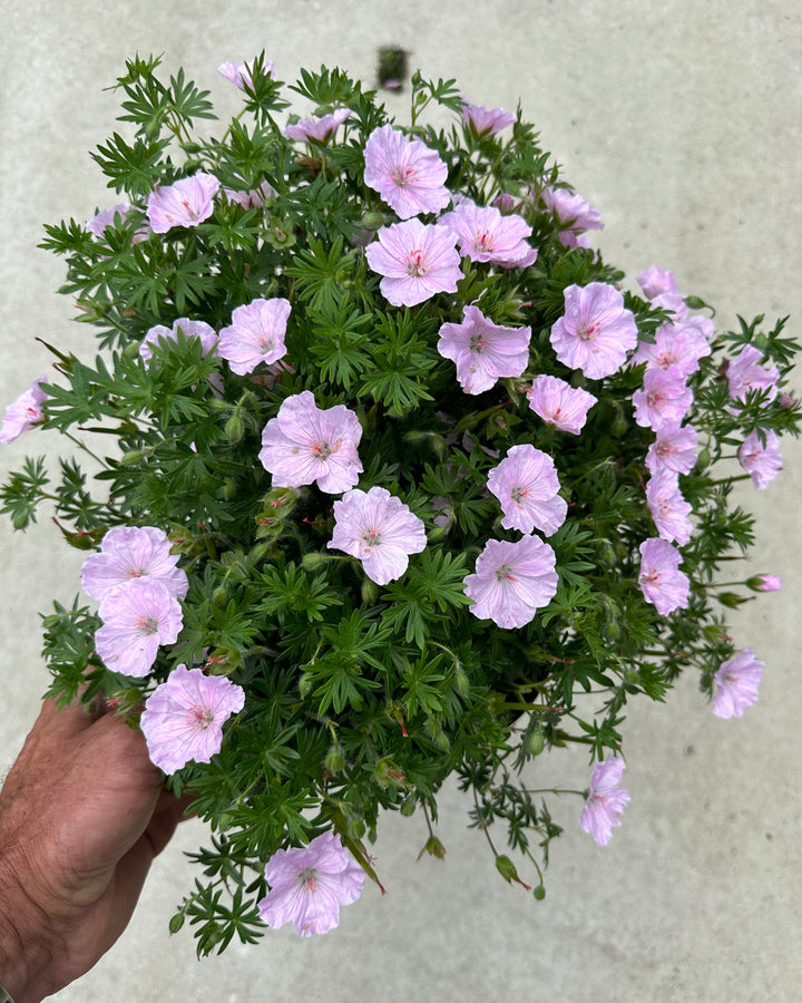Geranium s. 'Frivolous Pink' (Cranesbill)