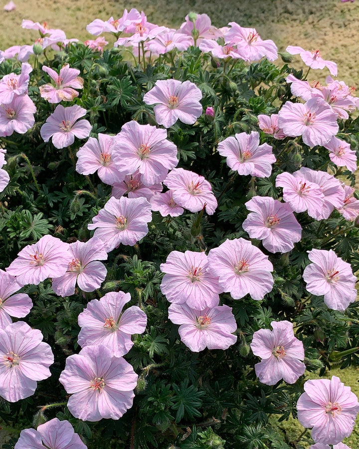 Geranium s. 'Frivolous Pink' (Cranesbill)
