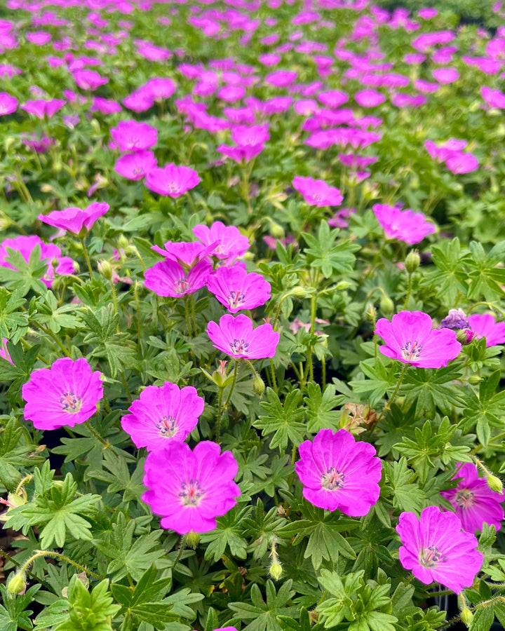 Geranium sanguineum 'Max Frei' (Cranesbill)