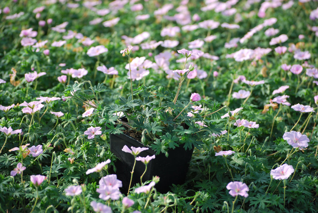 Geranium 'Lancastriense' (syn. G. sanguineum var. striatum) (Cranesbill)