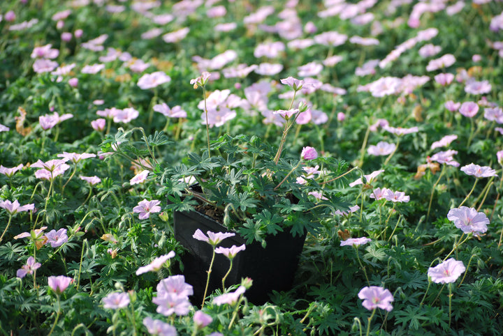 Geranium 'Lancastriense' (syn. G. sanguineum var. striatum) (Cranesbill)
