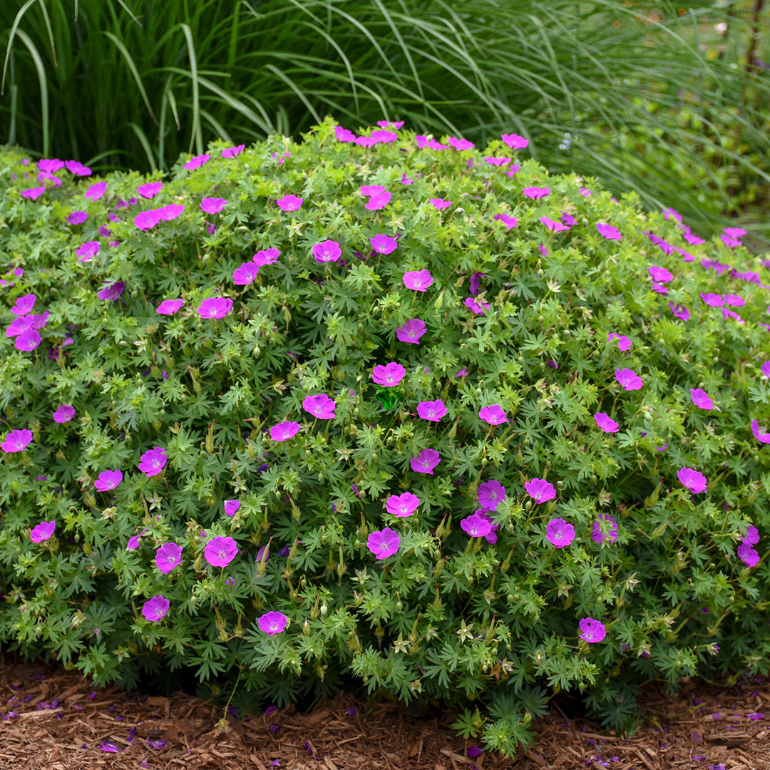 Geranium sanguineum 'New Hampshire Purple' (Bloody Cranesbill)