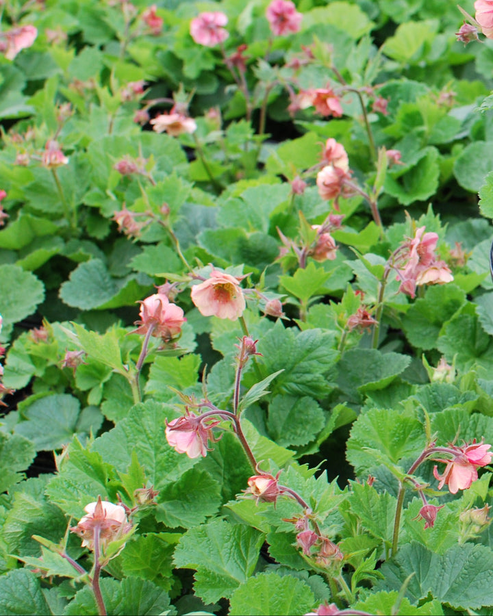 Geum Tempo™ Rose (Avens)