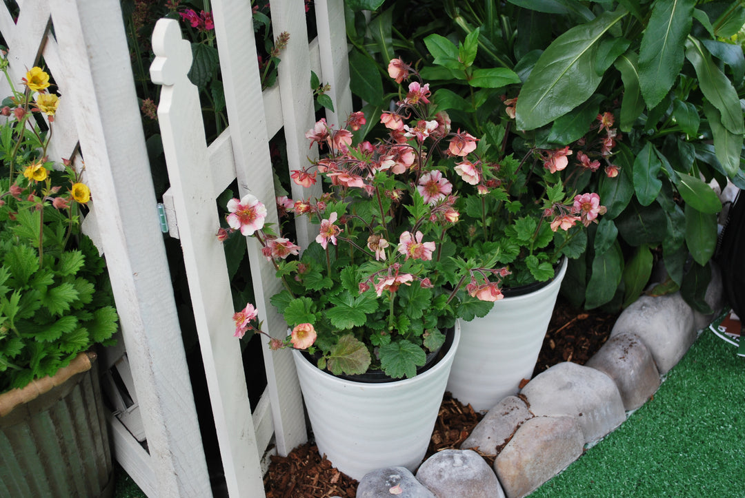 Geum Tempo™ Rose (Avens)