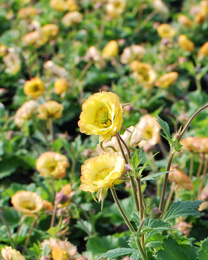 Geum Tempo™ Yellow (Avens)