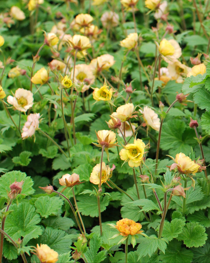 Geum Tempo™ Yellow (Avens)